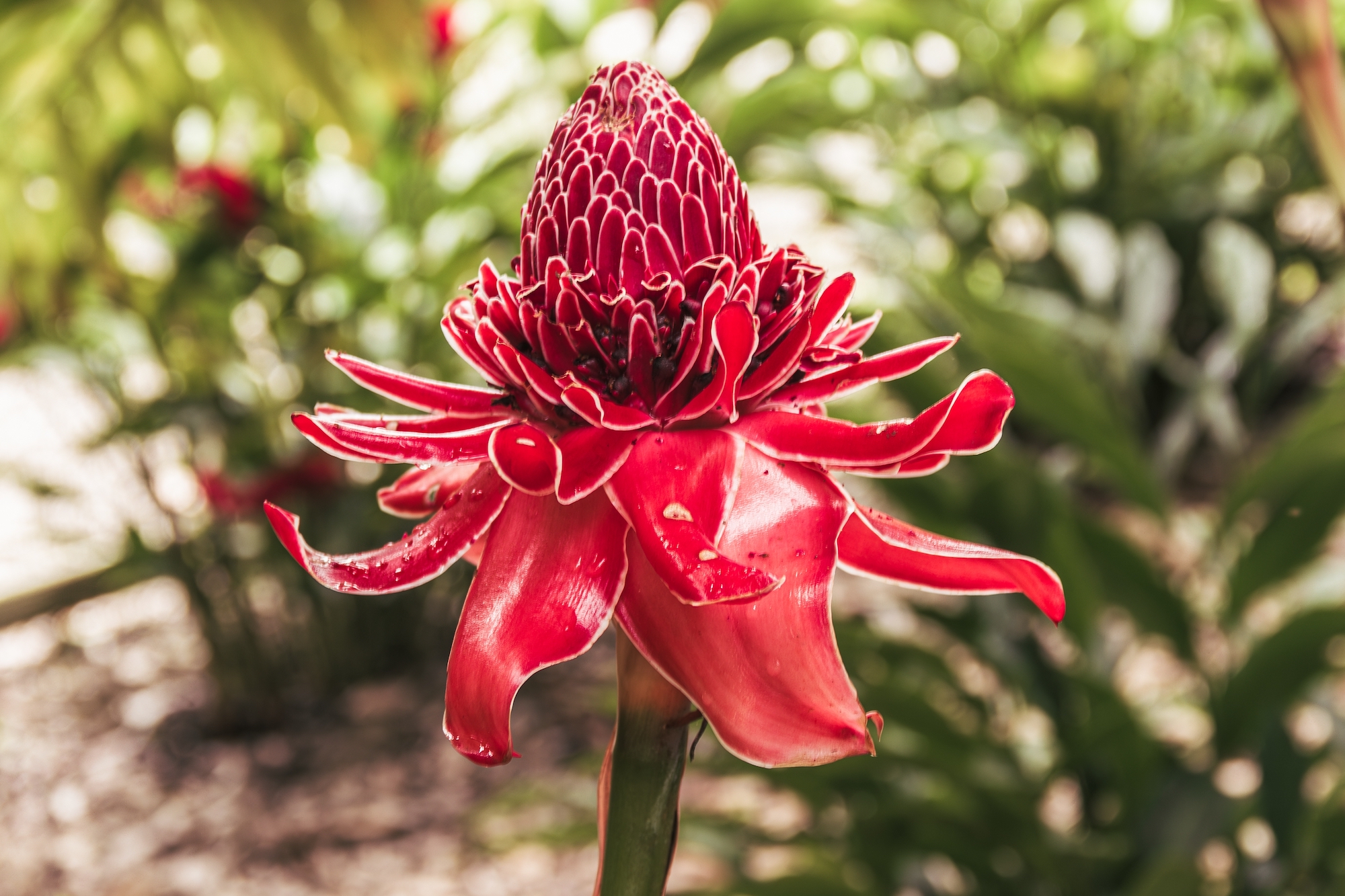 Torch Ginger Flower